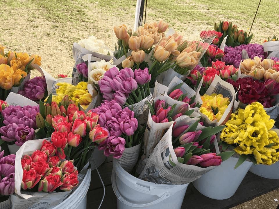 La comunicazione social del progetto Tulipani Italiani