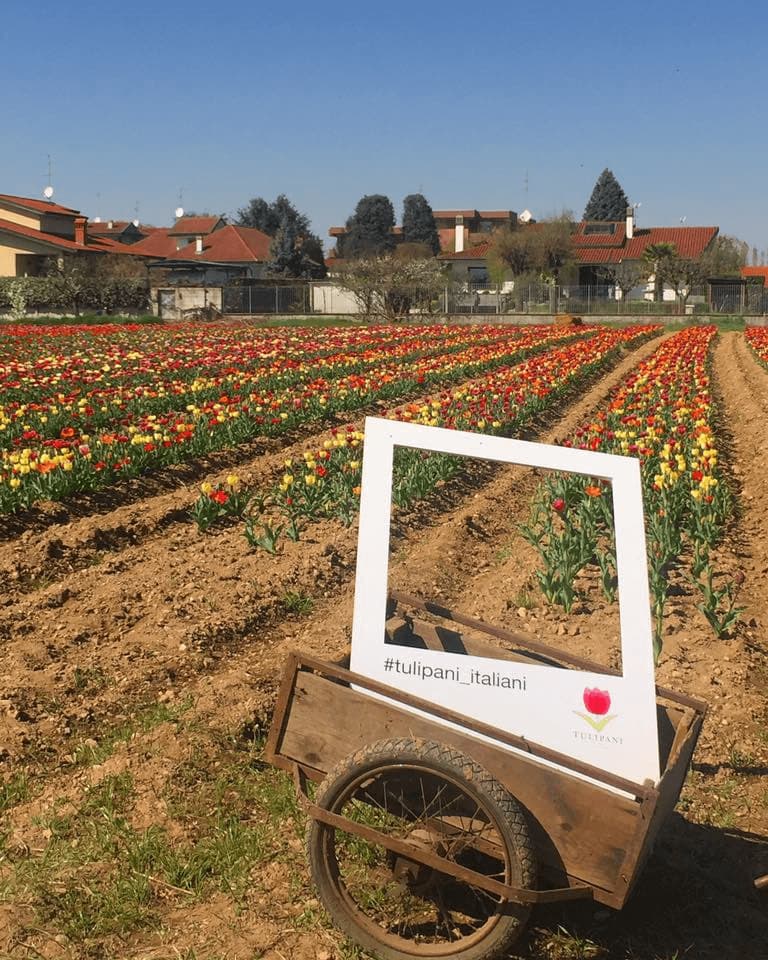 La comunicazione social del progetto Tulipani Italiani